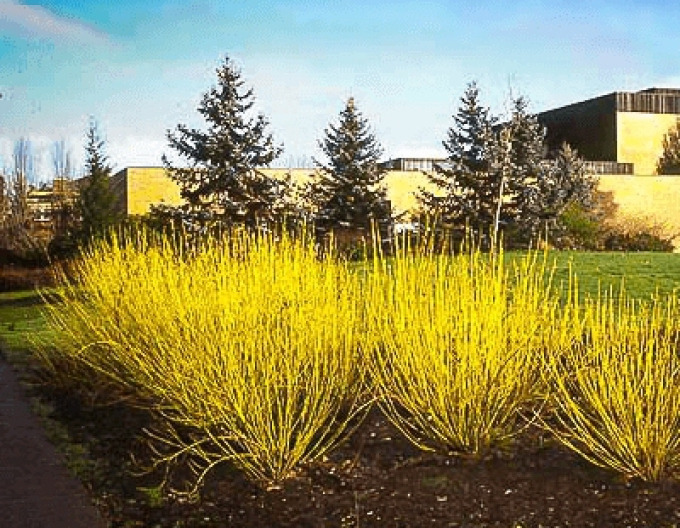 Cornus alba "FLAVIRAMEA" 10l