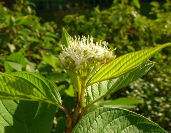 Cornus alba "FLAVIRAMEA" 10l