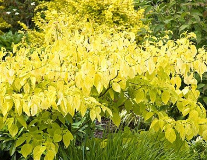 Cornus albă Aurea