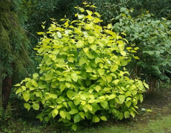Cornus albă Aurea