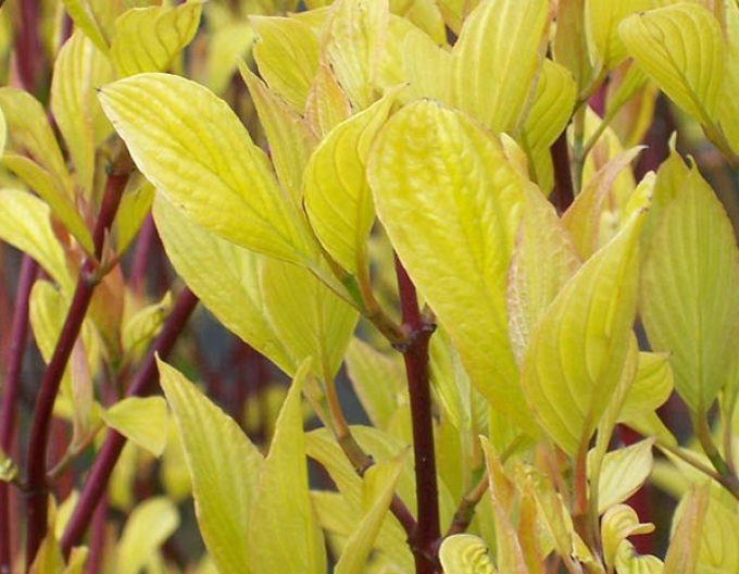 Cornus albă Aurea