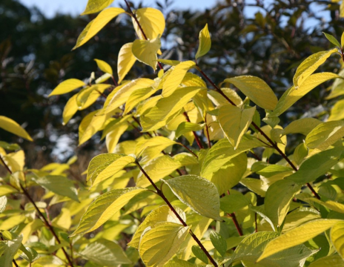 Cornus albă Aurea