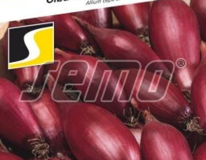 Semințe de ceapă de primăvară "Carminka
