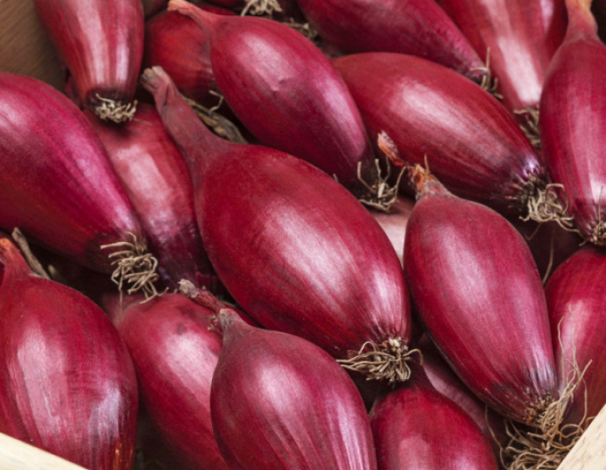 Semințe de ceapă de primăvară "Carminka