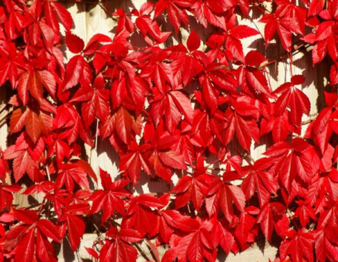 Pavinic cu cinci lobi