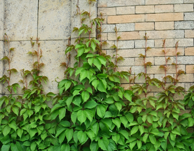 Pavinic cu cinci lobi