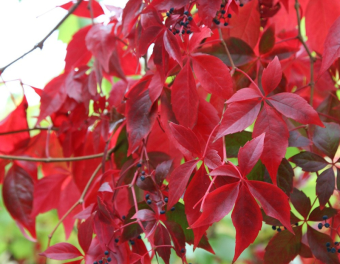 Pavinic cu cinci lobi