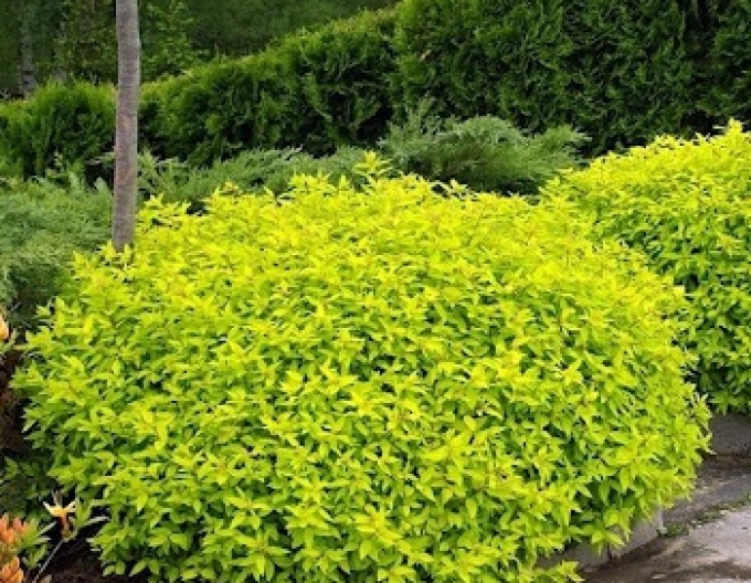 Caprifoi japonez Golden Princess