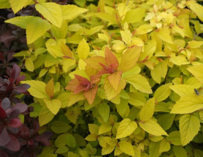 Caprifoi japonez Golden Princess