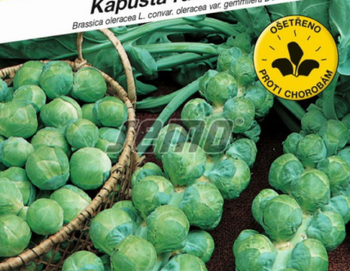 Semo Varză creață  Groninger