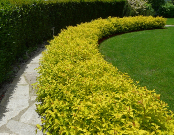 Caprifoi japonez Golden Princess