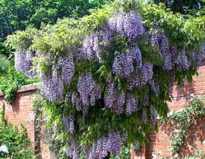 „Glicină„Wisteria înflorită Issai