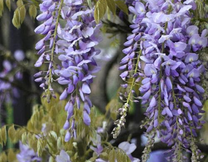 „Glicină„Wisteria înflorită Issai