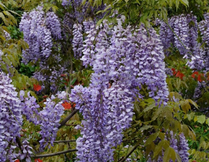 „Glicină„Wisteria chineză Caroline