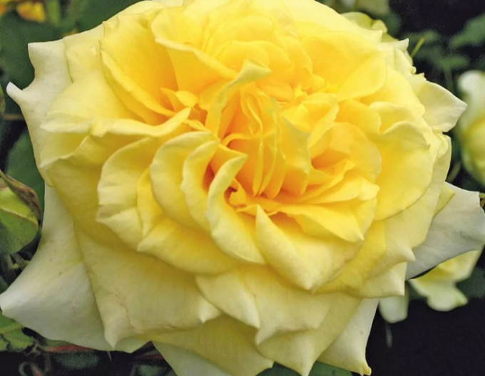 Trandafir Sterntaler