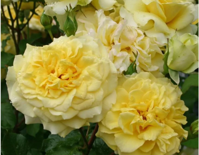 Trandafir Sterntaler