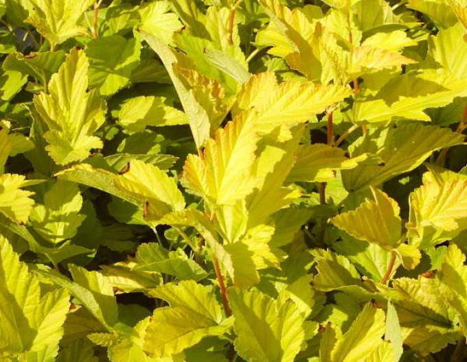 Physocarpus Darts Gold