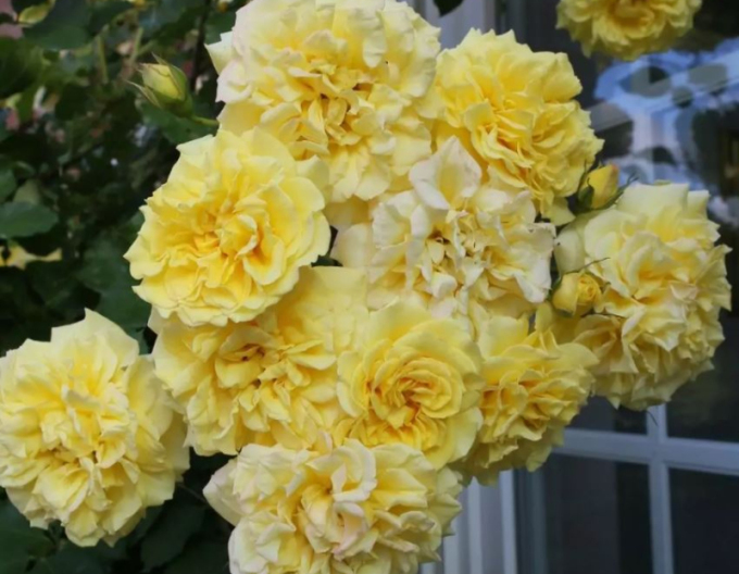 Trandafir Sterntaler