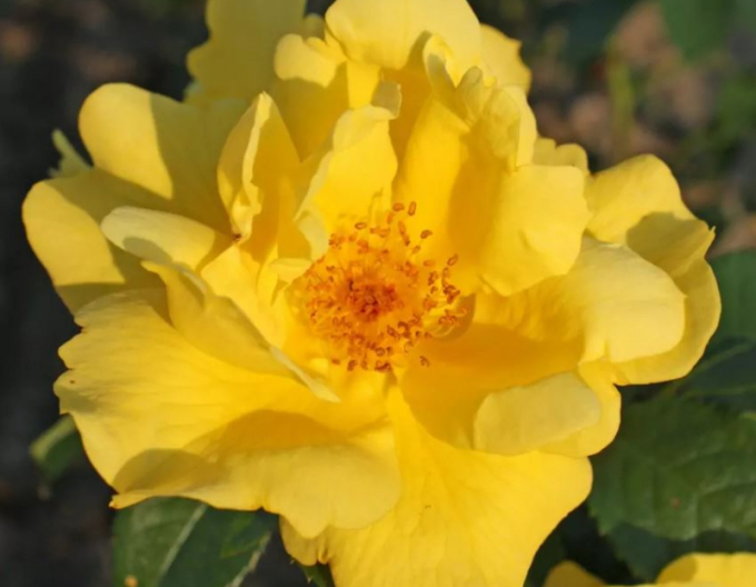 Trandafir Lemon Fizz