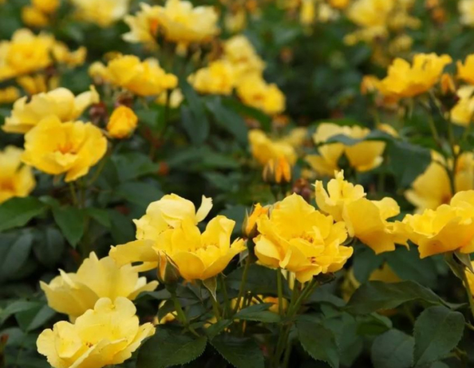 Trandafir Lemon Fizz