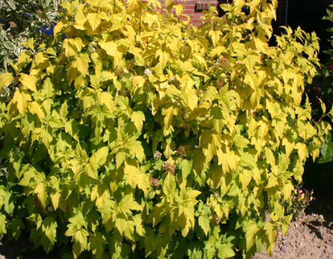 Physocarpus Darts Gold