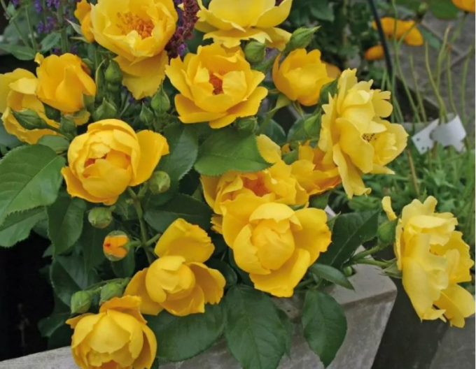 Trandafir Lemon Fizz