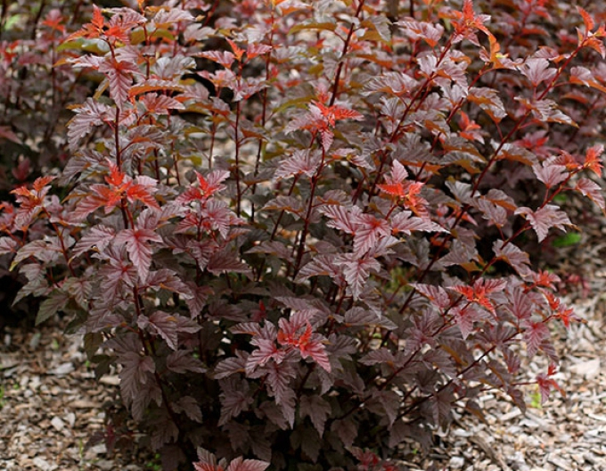 Physocarpus Lady in Red