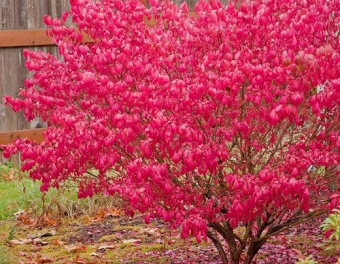 Euonymus alatus 40-50cm