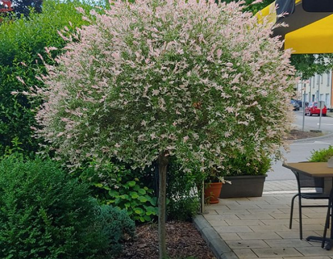 Salcie japoneză Hakuro-Nishiki 150cm