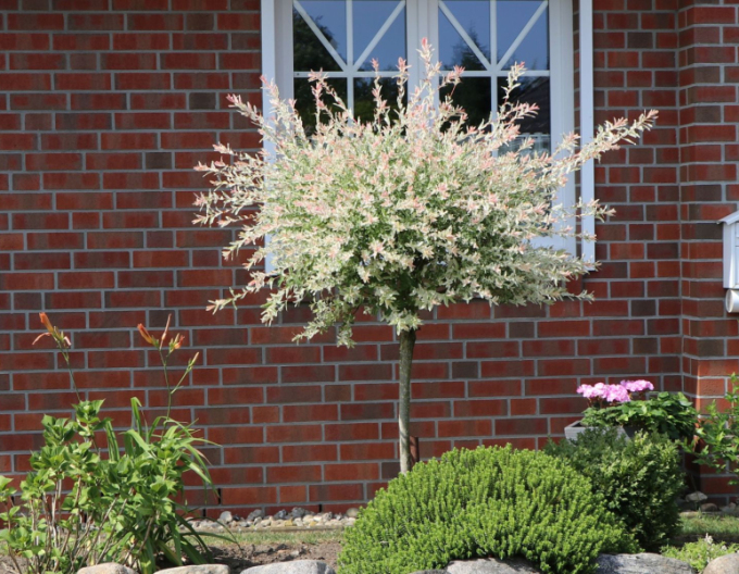 Salcie japoneză Hakuro-Nishiki 150cm