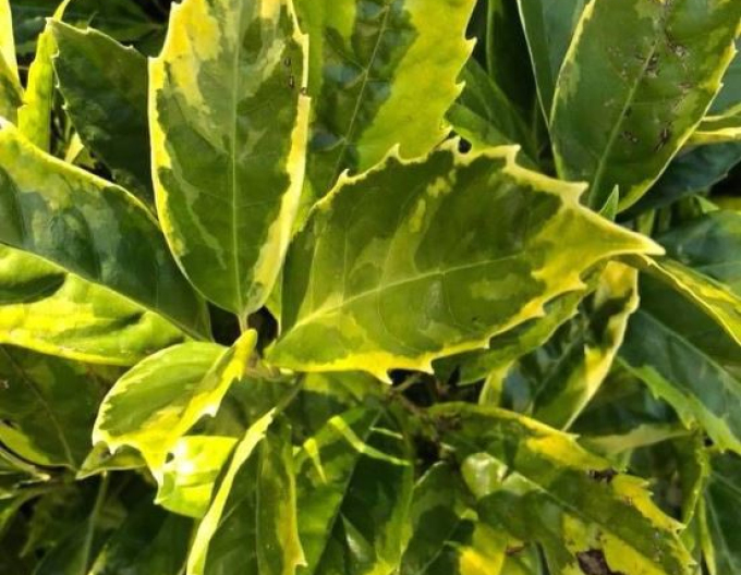 Aucuba  japonica ´Sulphurea Marginata´