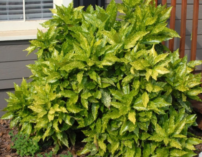 Aucuba  japonica ´Sulphurea Marginata´