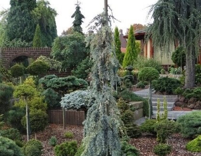 Cedru de Liban "Atlantica La Fontaine