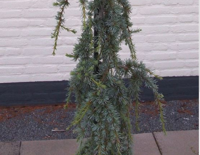 Cedru de Liban "Atlantica La Fontaine