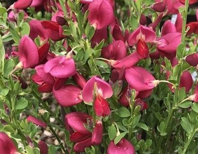 Cytisus ´Johnson Crimson´