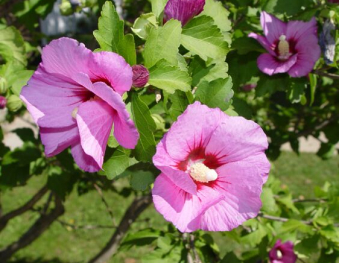 Hibiscus sirian Aphrodite
