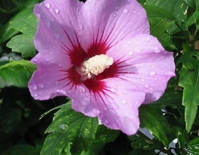 Hibiscus sirian Aphrodite
