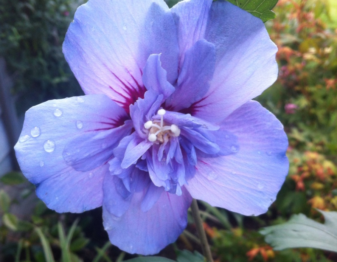 Hibiscus sirian Blue Chiffon