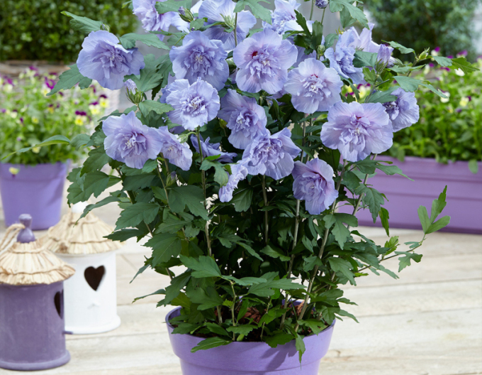 Hibiscus sirian Blue Chiffon