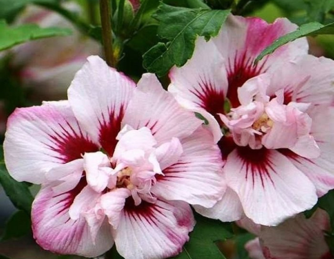 Hibiscus syrian ´Lady Stanley´