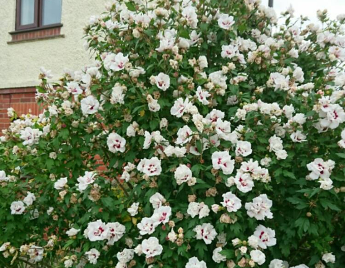 Hibiscus syrian ´Lady Stanley´