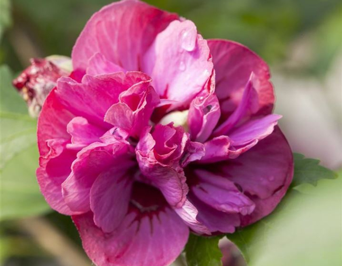 Hibiscus sirian Duc De Brabant