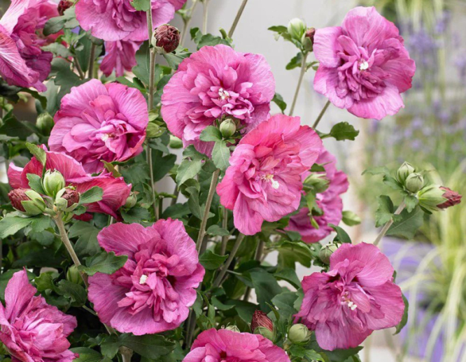 Hibiscus sirian Duc De Brabant