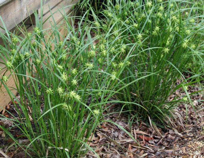Carex  "Sedge Gray´s"