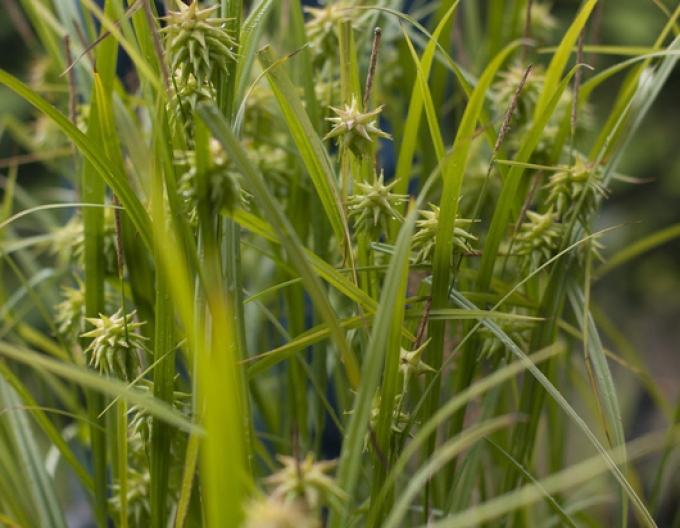 Carex  "Sedge Gray´s"