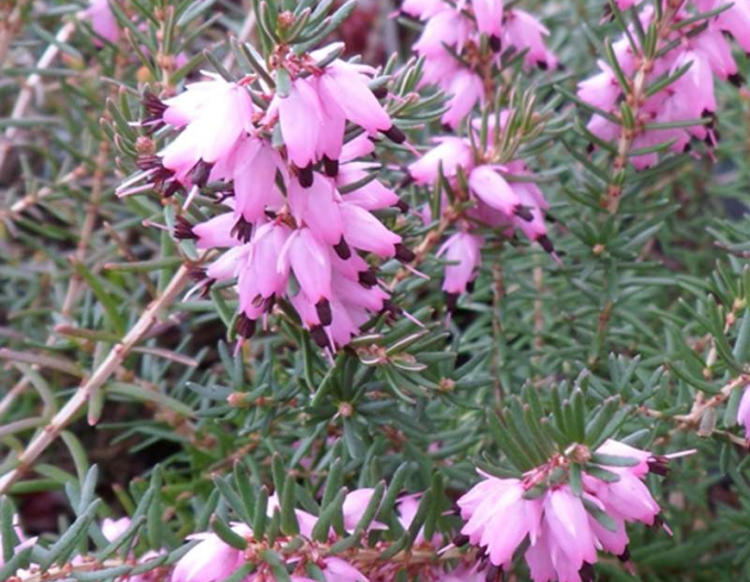 Erica darleyensis J.W. Porters