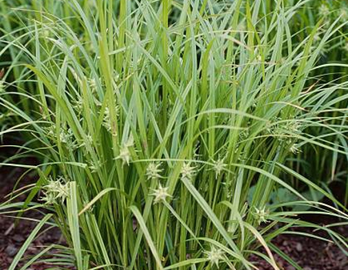 Carex  "Sedge Gray´s"