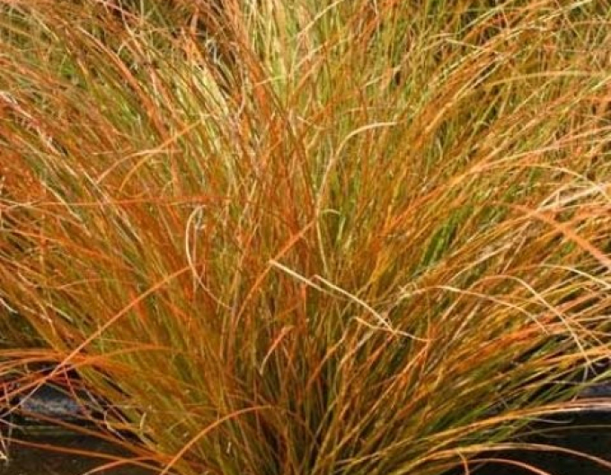 Carex ´Prairie Fire´