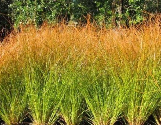 Carex ´Prairie Fire´
