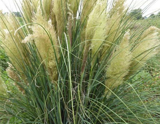 Iarbă de pampas - Cortaderia ´Evita´